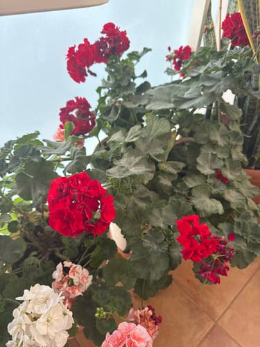 Customer photo review of FERTIBONO EcoFlora - Fórmula Premium para Flores: Jabón Potásico, Abono y Extractos Naturales (1 L), Cuida y Protege tus Plantas de Interior y Exterior contra Plagas, Pulgón, Ácaros,Cochinilla,Taladro