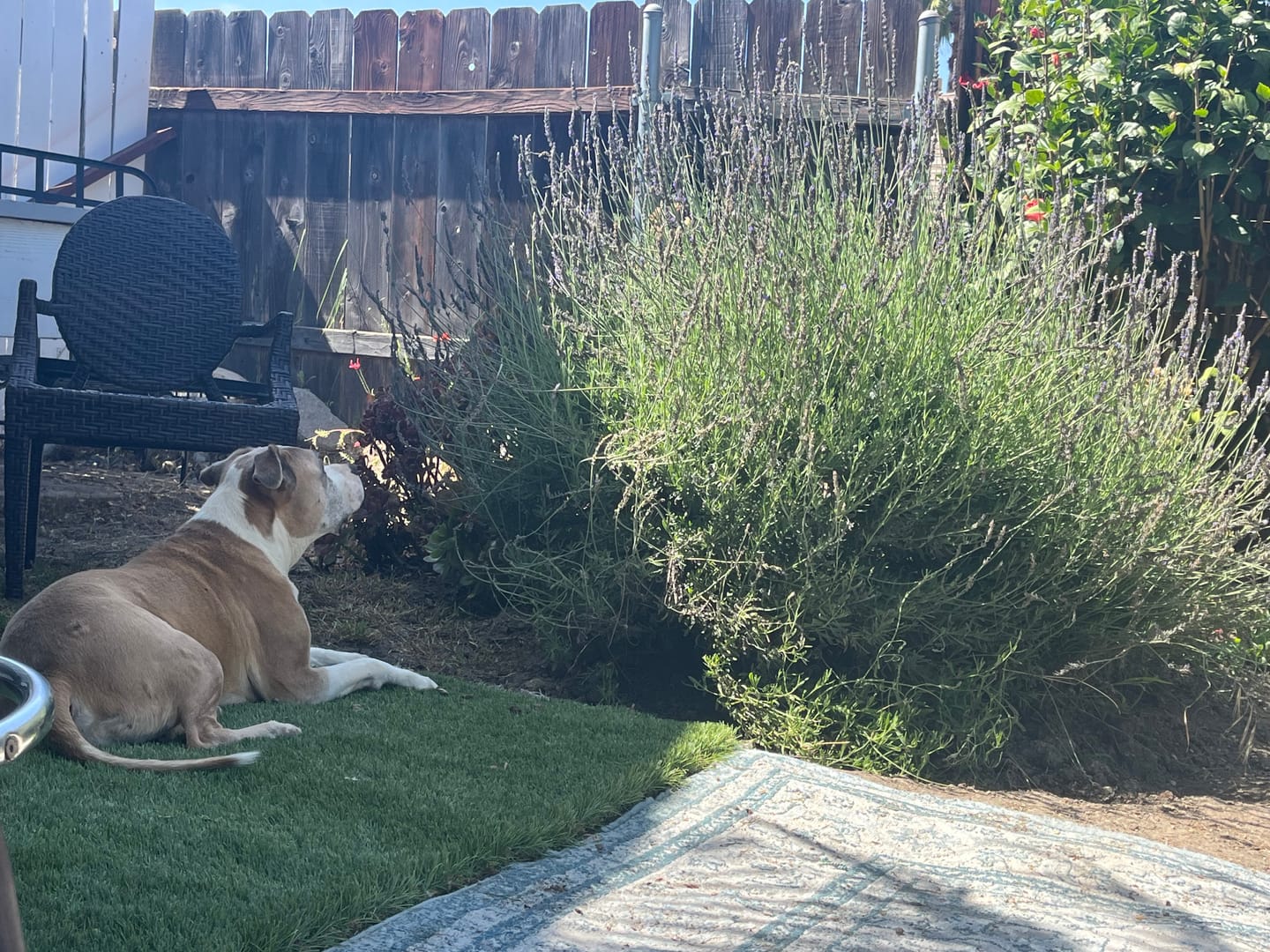 Customer photo review of Vision Clarity/Cataracts Support Formula for Dogs, 30-Day Supply