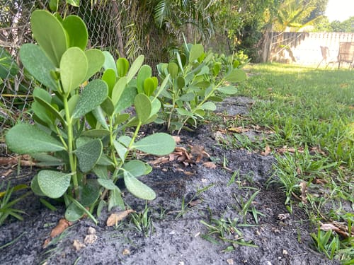 Customer photo review of Clusia