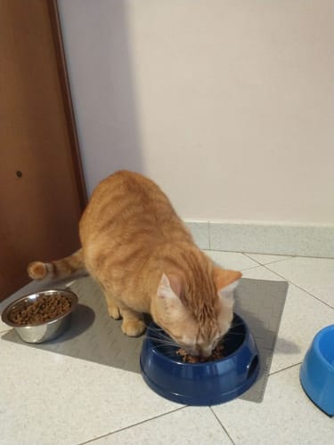 undefined review of Golosina Cremosa Para Gatos – Pack x5 Sobres (5 snacks por sobre) image 1 out of 1