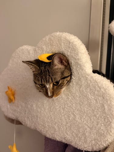 Customer photo review of Fantasy Series Climbing Frame Cat Tree - Dreamland (Height 165cm)