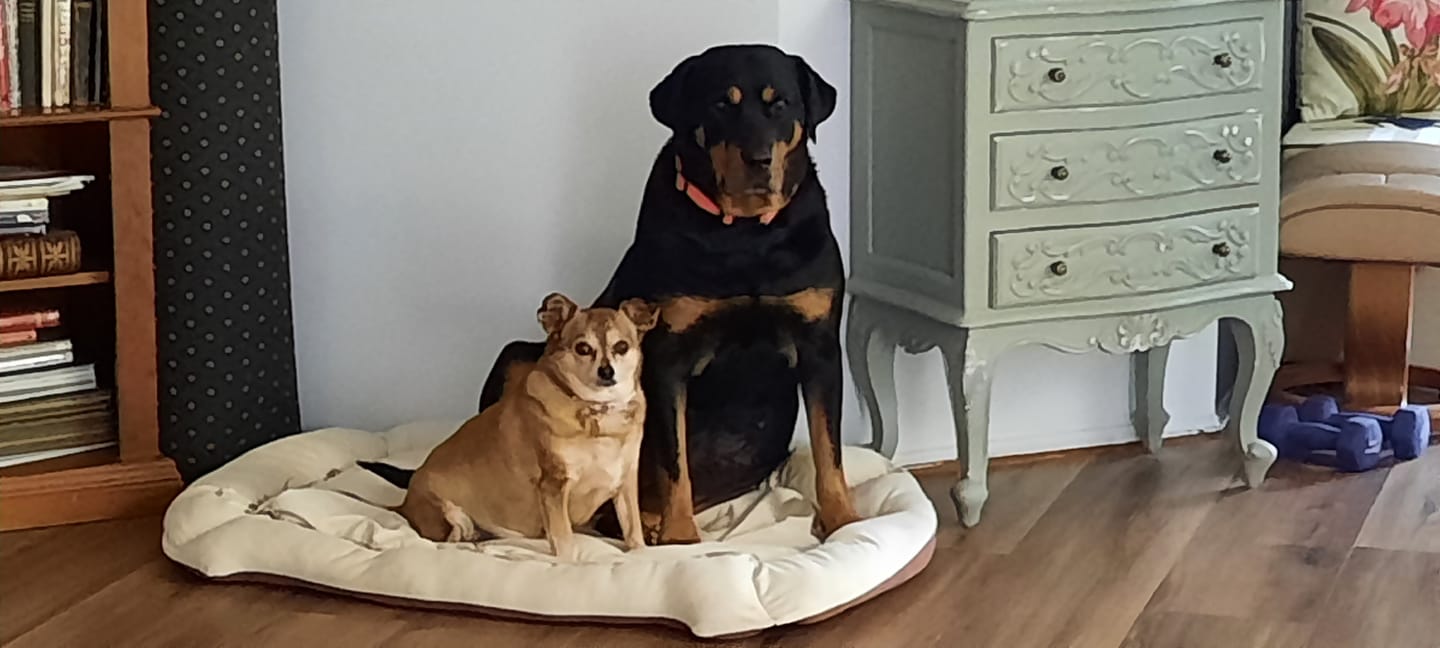 Customer photo review of Canine Joint Plus™️ 500g
