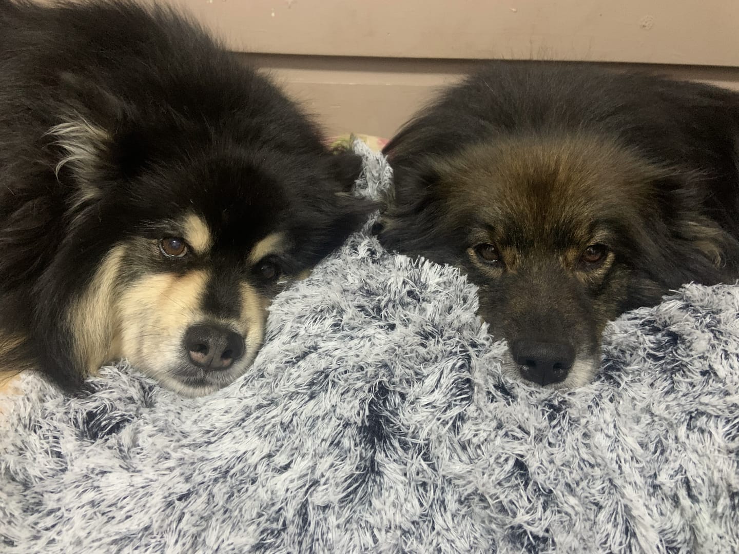 Customer photo review of PaWz Pet Calming Blanket