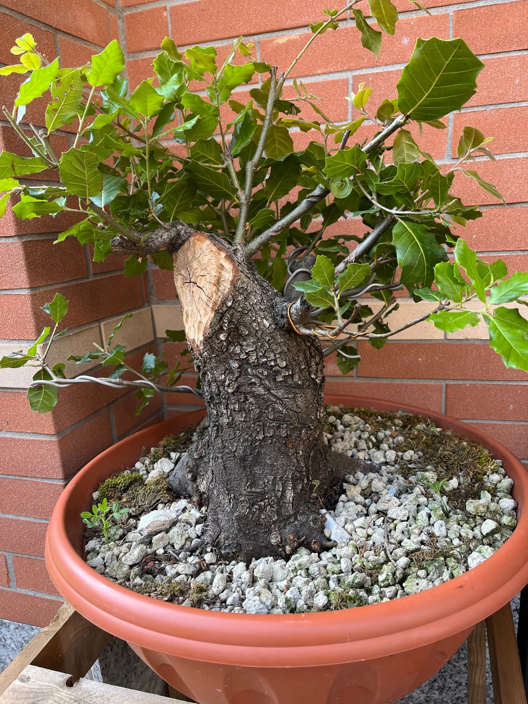 Customer photo review of PREDATOR CB® (barriera formiche)
