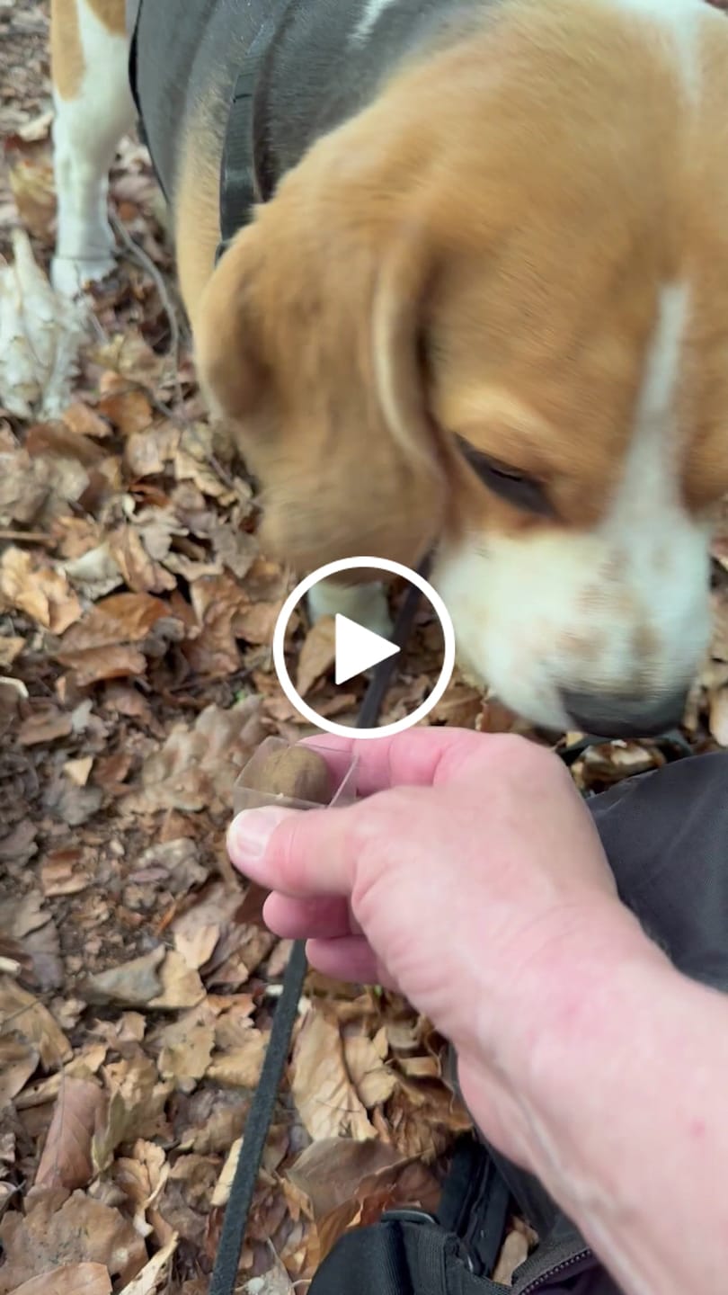 Customer video review of Allergietest Pro Hund