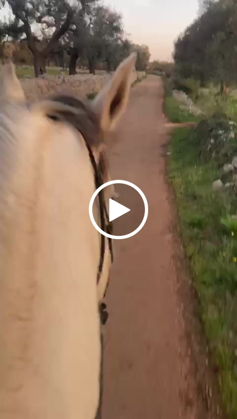 Customer video review of Renegade® Viper Shield™ Hoof Boots - Black Knight