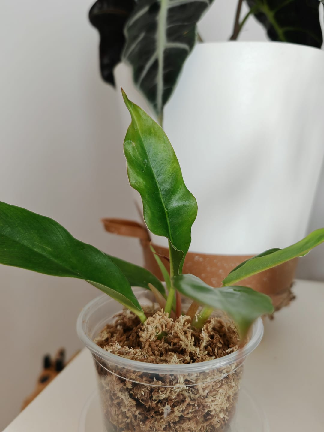 Customer photo review of SUBSTRAT - SPHAGNUM MOOS