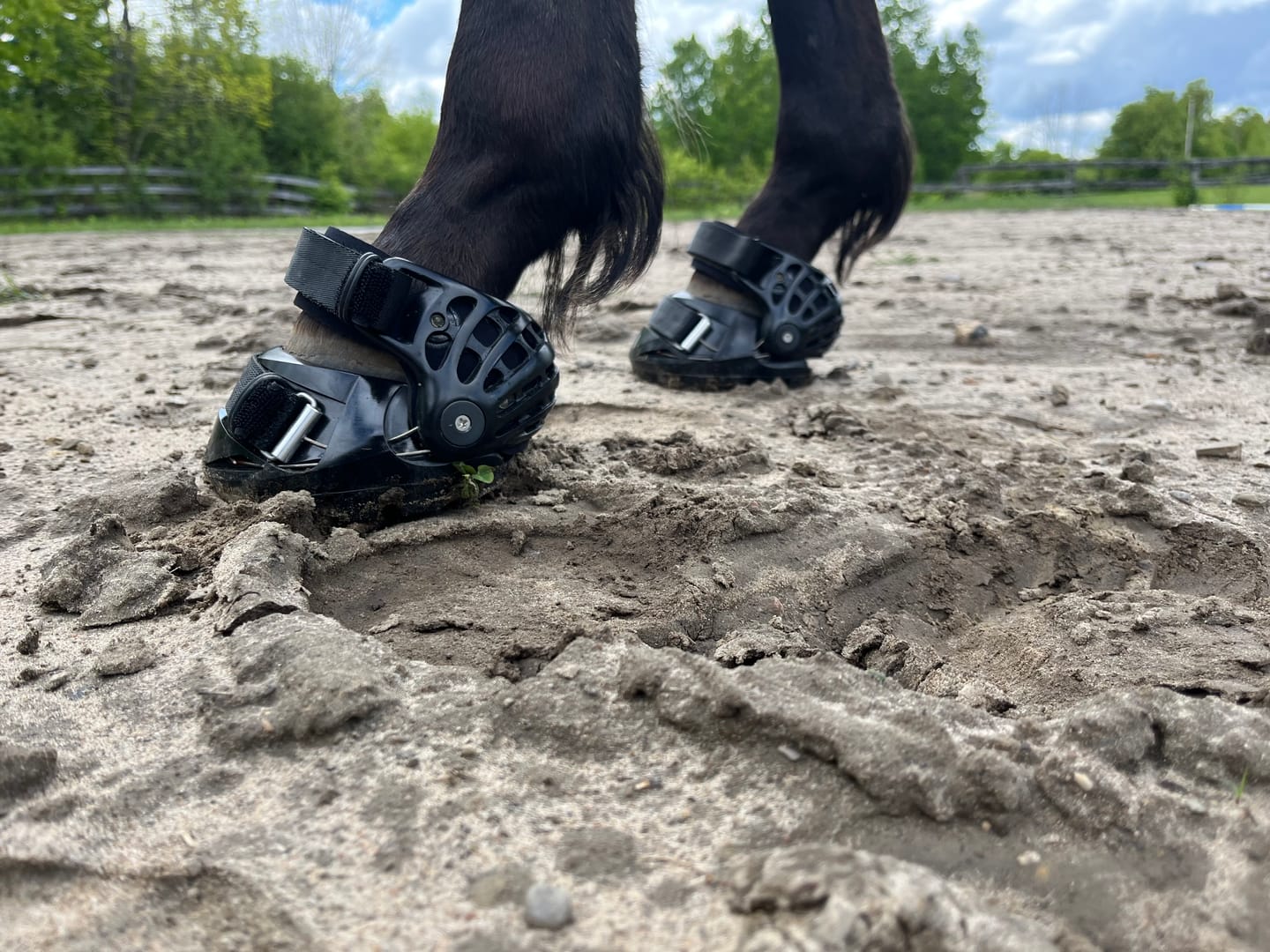 Customer photo review of Renegade® Viper Shield™ Hoof Boots - Black Knight