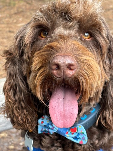 Customer photo review of Disney© Bow Tie - Stitch's Fruit Fiesta