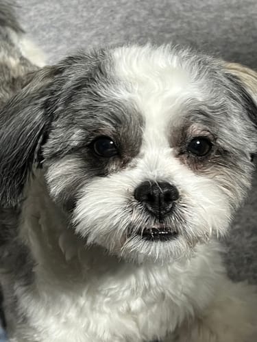 Customer photo review of FunFunPet 高機能ハーネス（お名前タグ作成サービス付き）