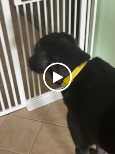 Customer video review of FairyBaby 61" Extra Tall Cat Gate with Narrow Bar Spacing with Pet Door