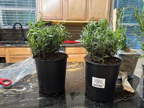 Customer photo review of Lavender Phenomenal 1 Gallon
