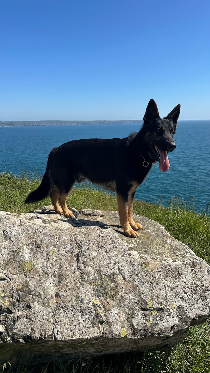 Customer photo review of Scottish Salmon Dry Food