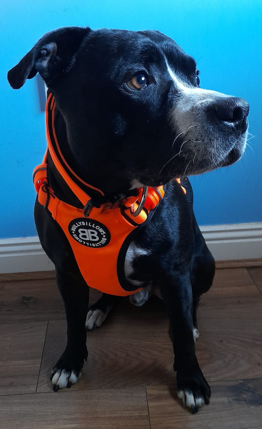 Customer photo review of Comfort Premium Harness | Non Restrictive - Orange