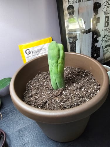 Customer photo review of Trichocereus bridgesii monstrose | Penis Cactus | Long Form