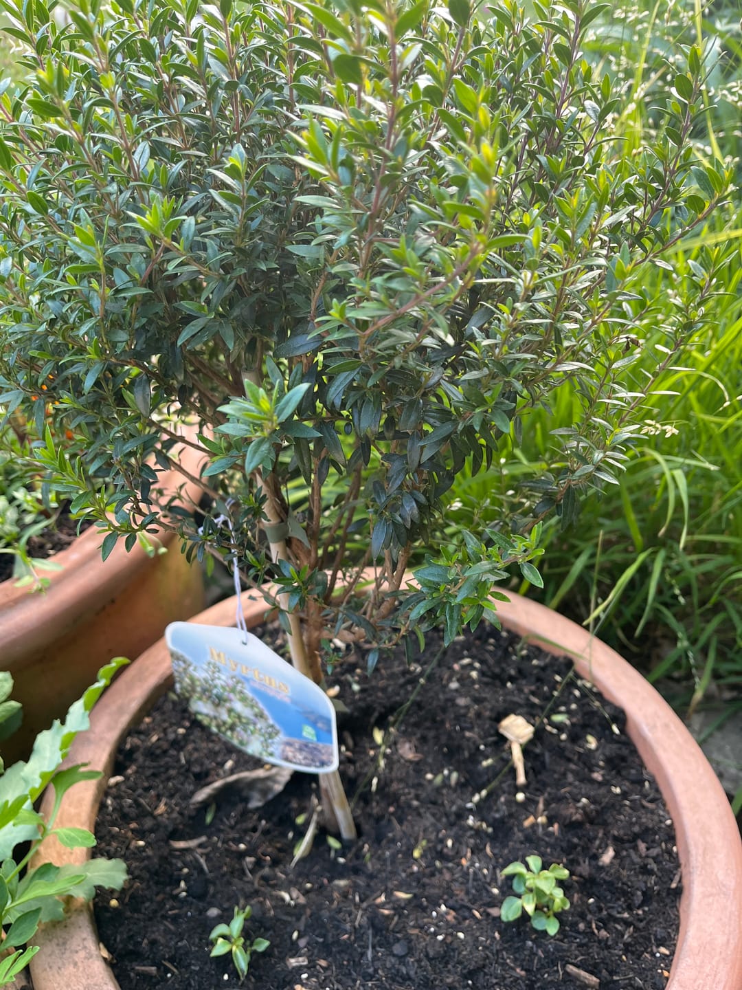 Customer photo review of Large Mini Myrtle 50-70cm 3L