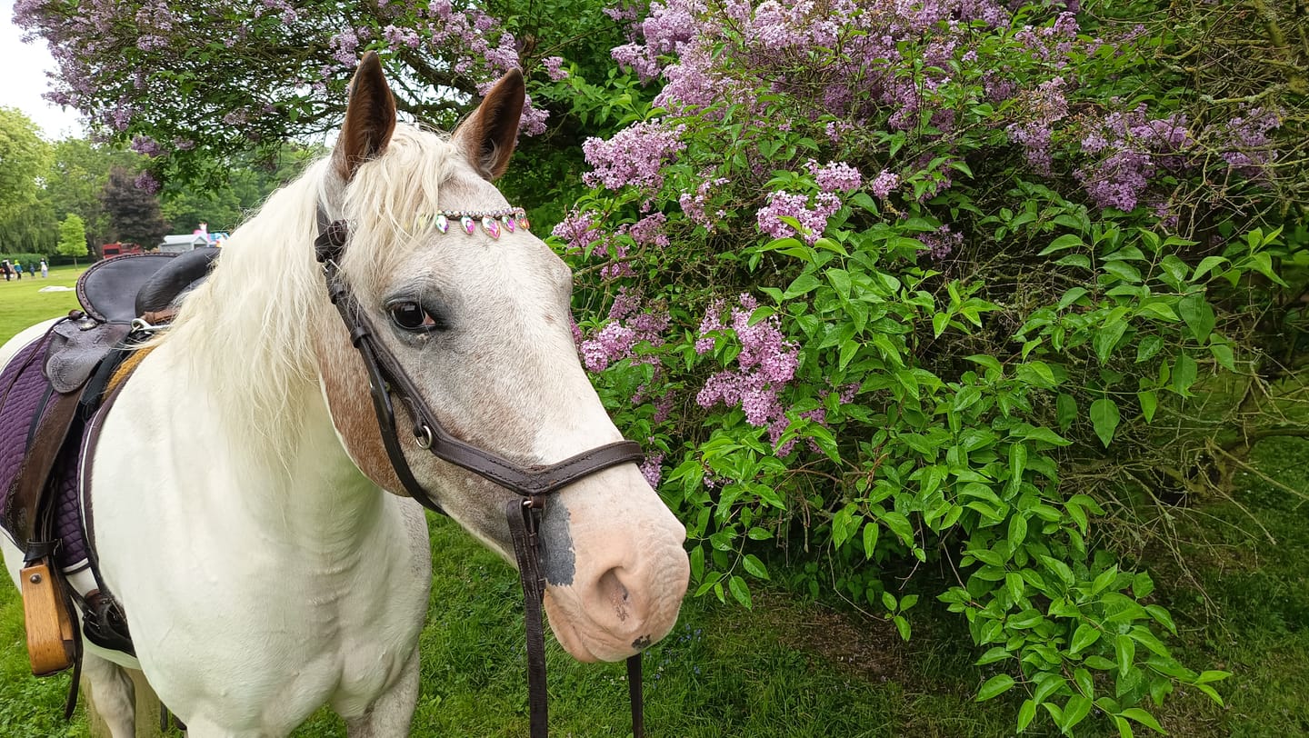 Customer photo review of Unicorn Raindrop Browband
