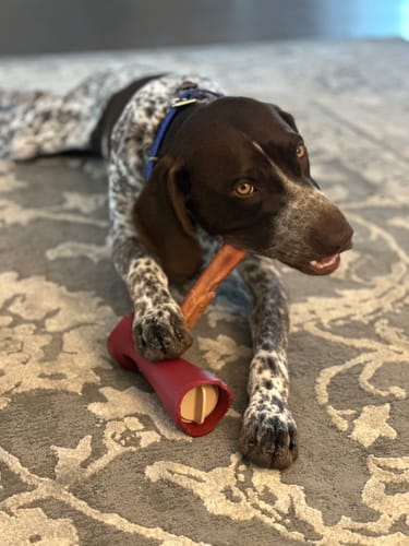 Customer photo review of 12 Inch Monster Bully Stick