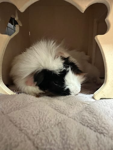 Customer photo review of Wooden Castle with Bridge for Courageous Cavies