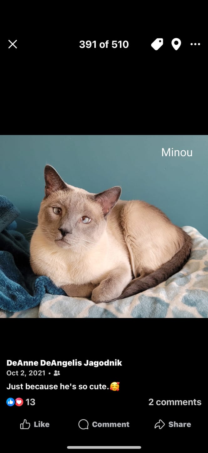 Customer photo review of Royal Canin Veterinary Diet - Urinary SO + Calm Dry Cat Food