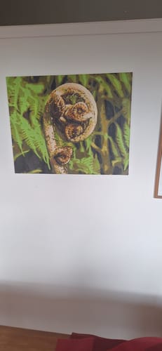 Customer photo review of New Zealand Fern