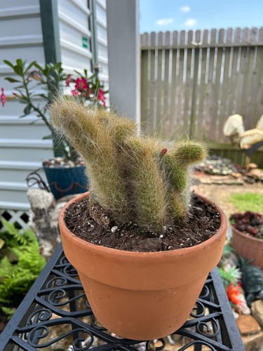 Customer photo review of Cleistocactus colademononis | Monkey Tail Cactus