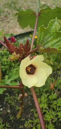 Customer photo review of Okra (Okinawa Pink Okra)