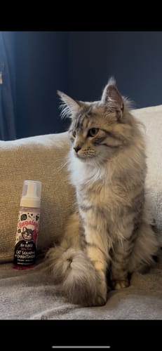 Customer photo review of No Rinse Baby Fresh Cat Shampoo + Conditioner