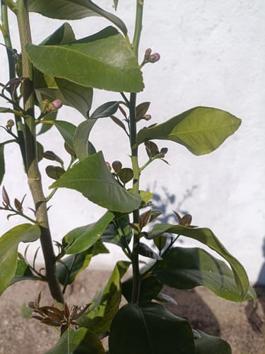 Customer photo review of FERTIBONO PROTECCION TOTAL Jabón Potásico y Aceite de Neem – Cuidado Natural 100% para Plantas | 1L | Fortalece, Limpia y Equilibra | Ideal para Huertos y Jardines Ecológicos