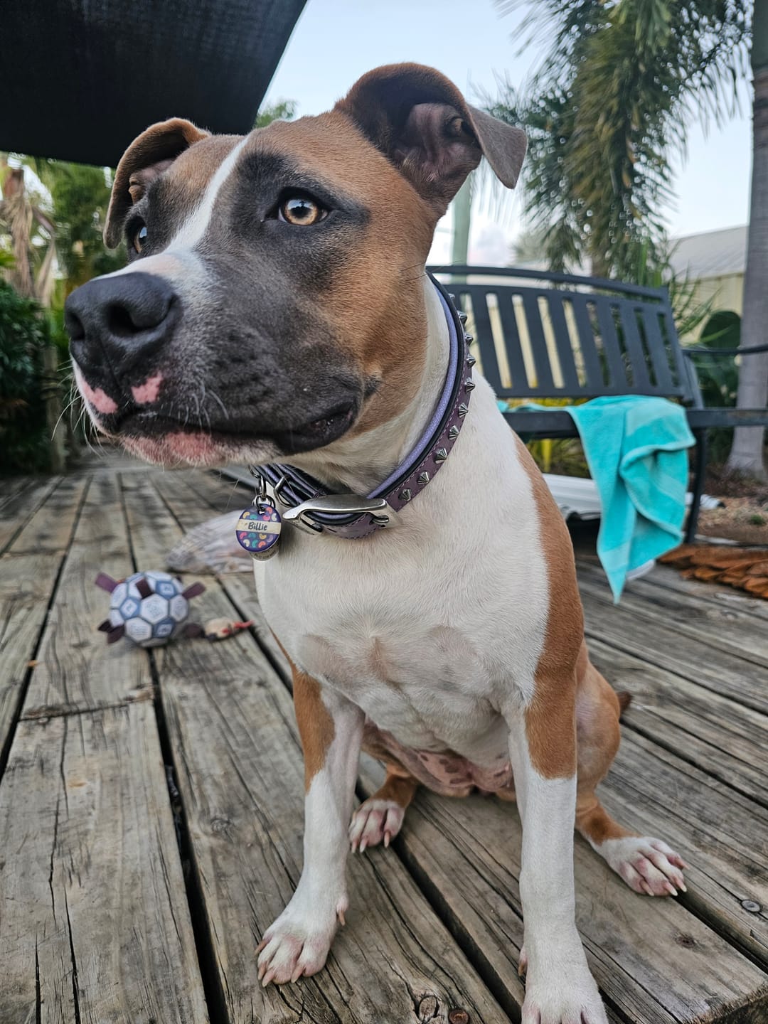 Customer photo review of Hand Made Leather Dog Collar - Imperial Purple & Chrome (Slim Fit)