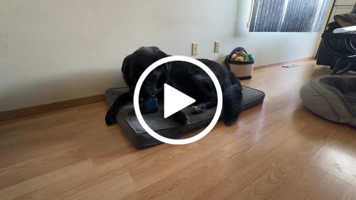 Customer video review of Freezbox - Super Tough Treat Toy
