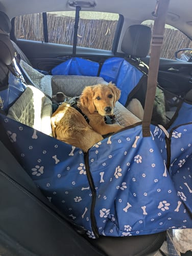 Customer photo review of Pawz Dog Car Booster Seat Belt Safety Protector Pet Travel Bed Basket Washable