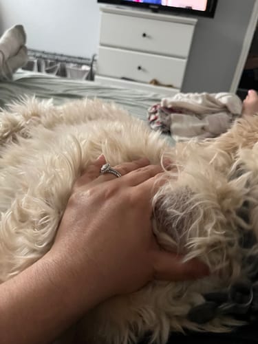 Customer photo review of Petsmont Buddy Guard Small Dog