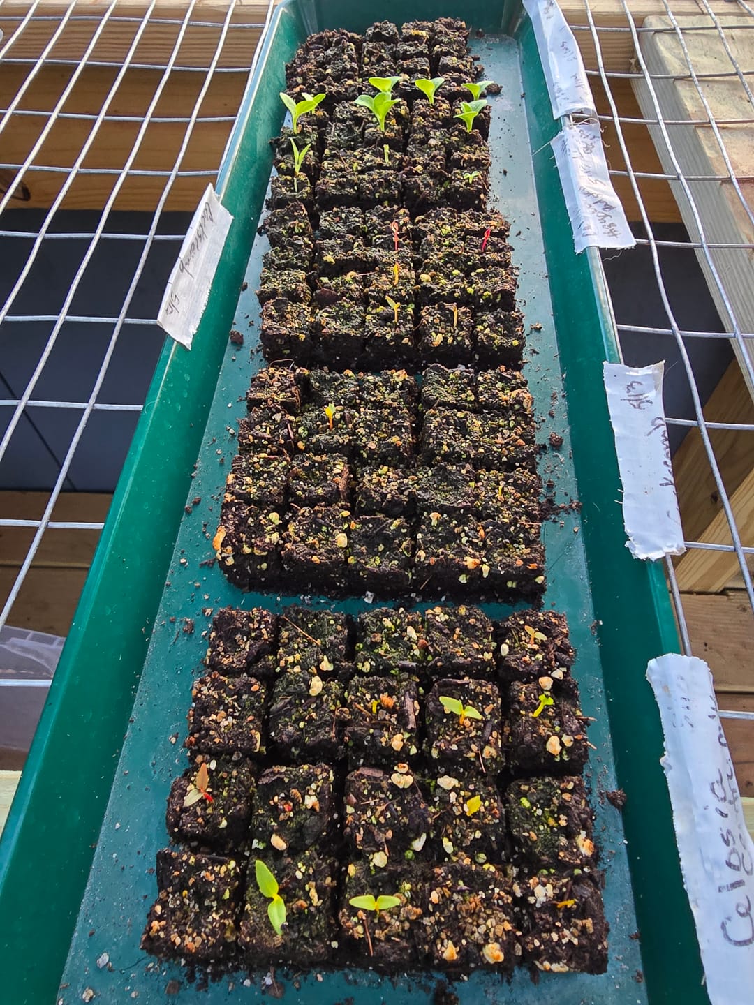 Customer photo review of Blocker Trays, Reusable Plastic*