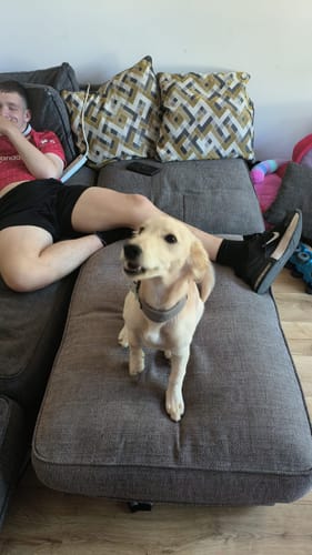 Customer photo review of Slip N' Clip Collar | XS-M Breeds - Grey