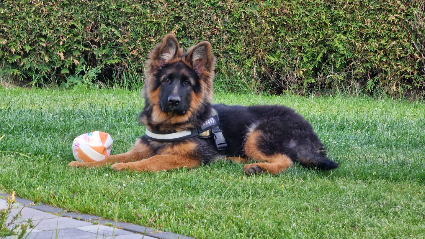 Customer photo review of Runde Hundemarke mit Gravur, Name und Telefon personalisiert