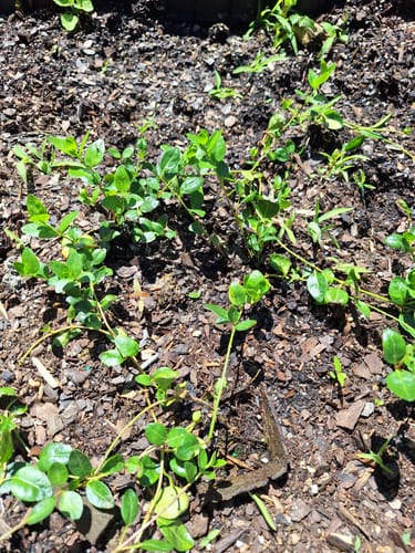 Customer photo review of Vinca Minor Bowles 50 count Flat