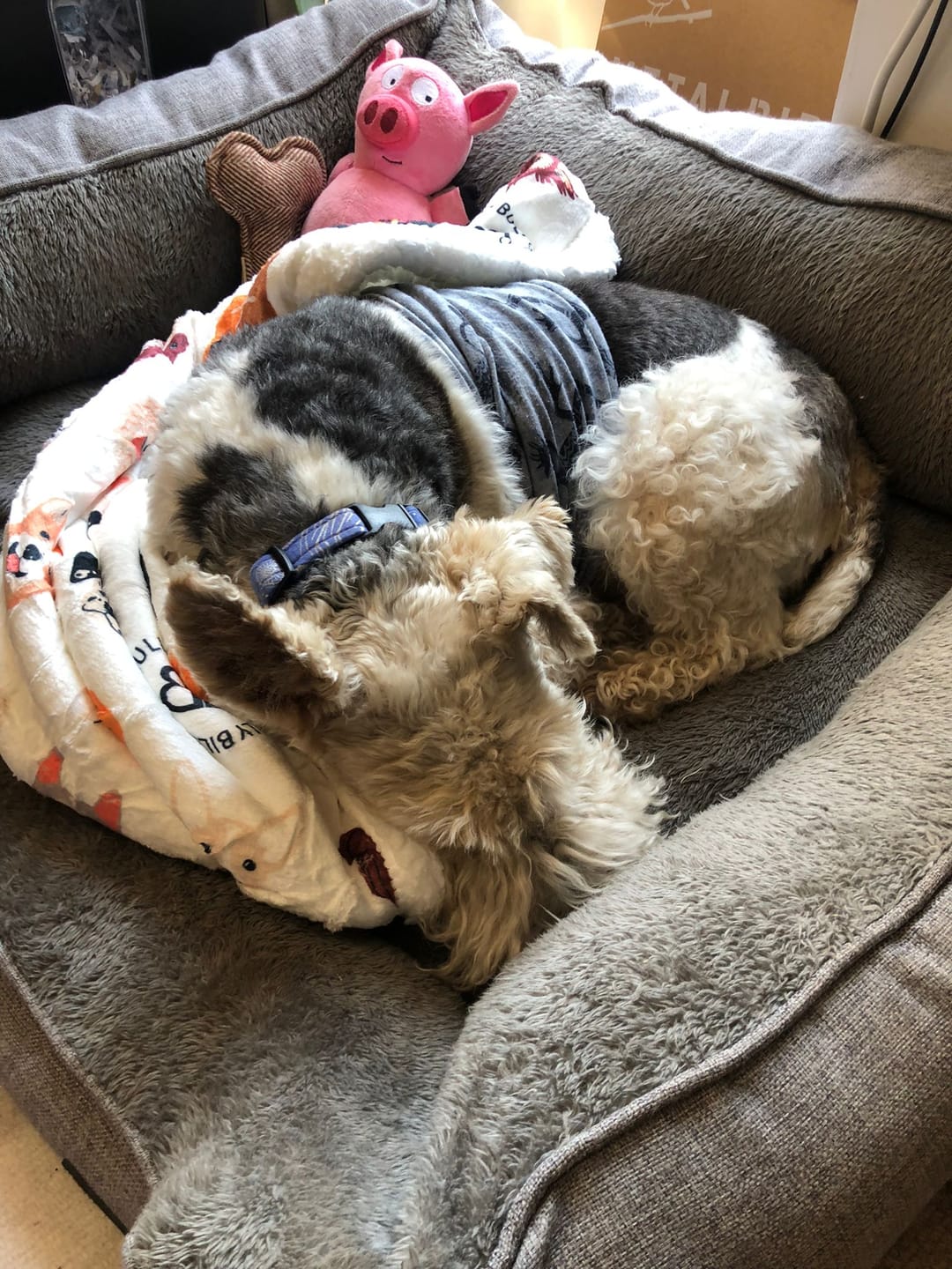 Customer photo review of Luxury Dog & Human Blanket