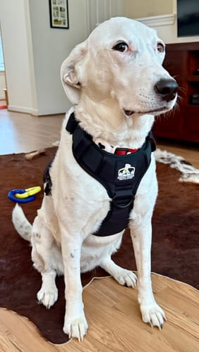 Customer photo review of No Pull Bully Proof Harness