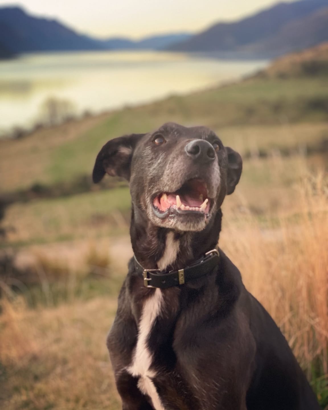 Customer photo review of Classic Buckle Leather Dog Collar - Custom Sized