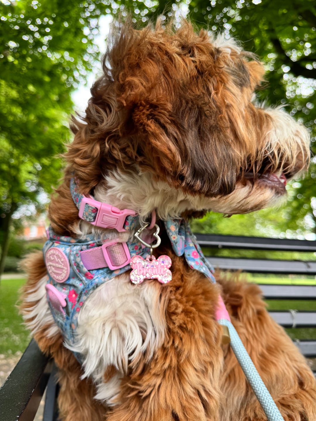 Customer photo review of Collar - Whimsical Wildflowers