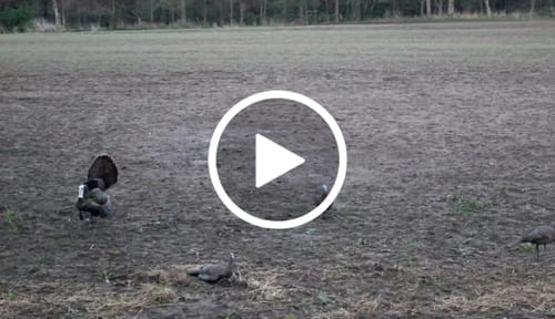 Customer video review of Turkey Decapper System