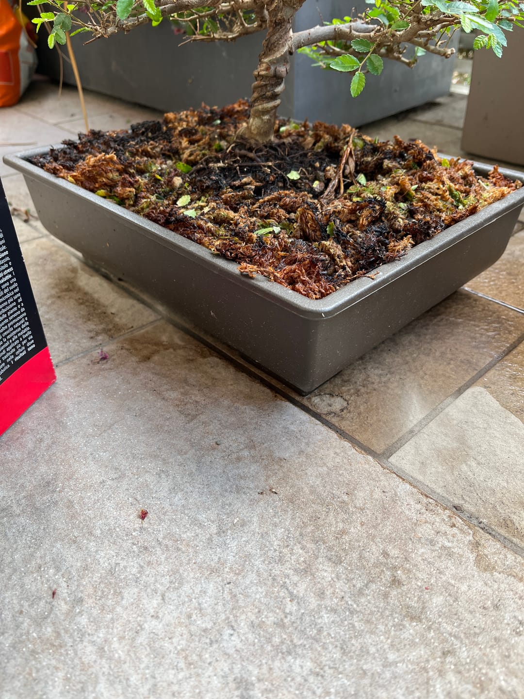 Customer photo review of VASI BONSAI PLASTICA RIGIDA PROFESSIONALI