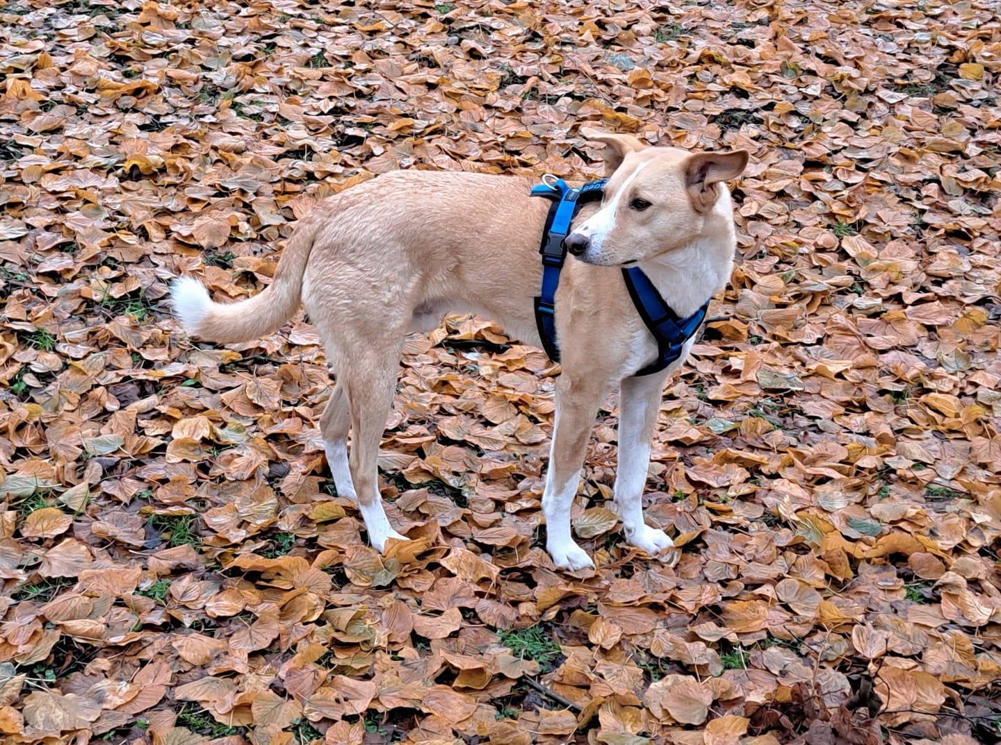 Customer photo review of Allergietest - Tierische Proteine Hund