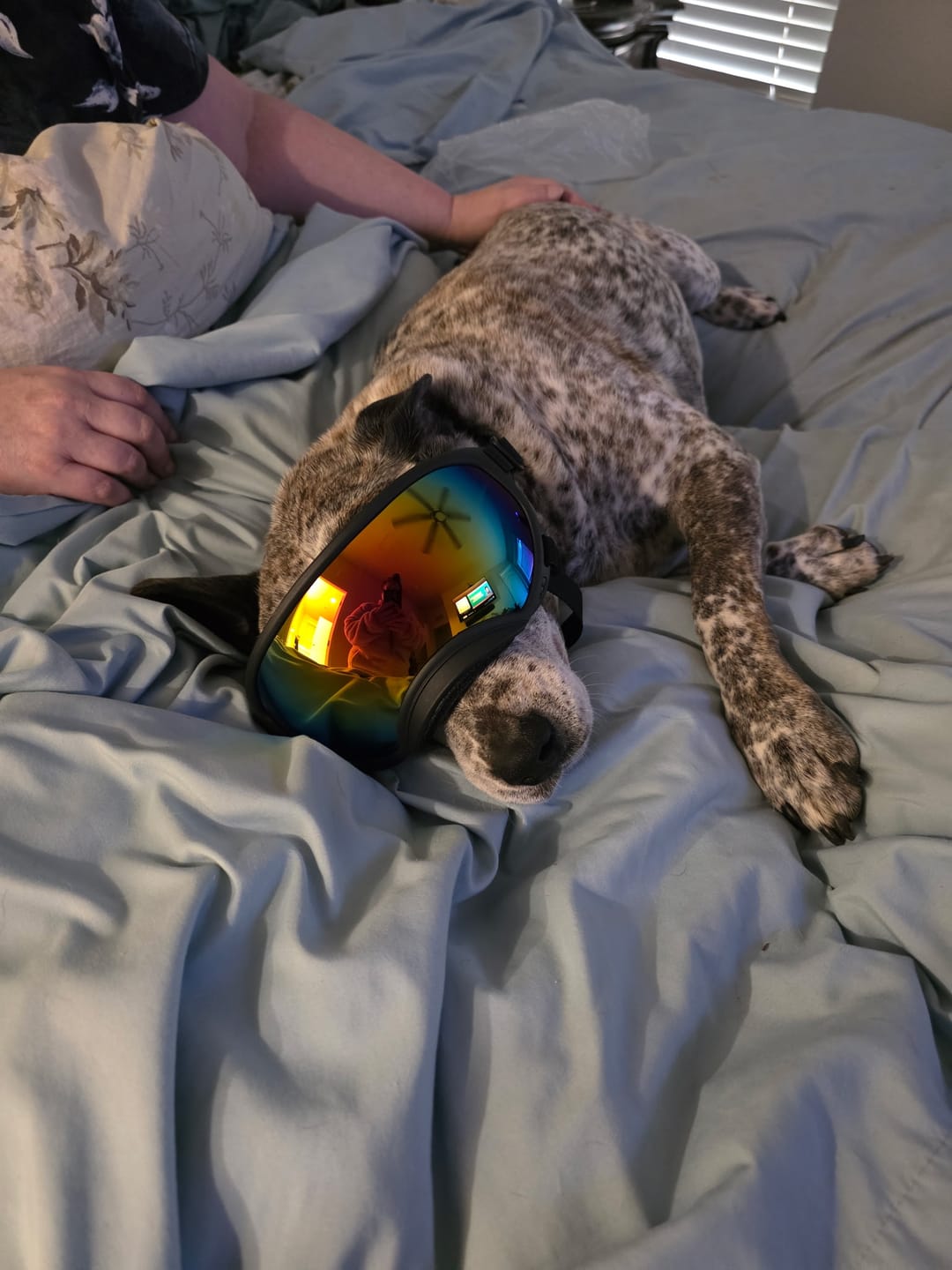 Customer photo review of Adjustable Dog Goggles (Doggles)