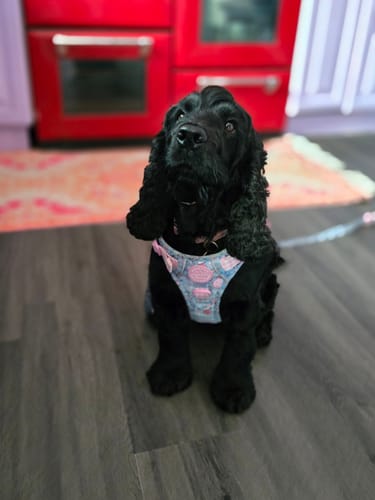 Customer photo review of Disney© Tough Trails™ Harness - Mad Hatters Tea Party