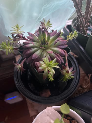 Customer photo review of Sempervivum Maya