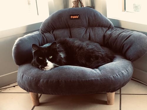 Customer photo review of Pawz CloudNest Elevated Pet Sofa Bed