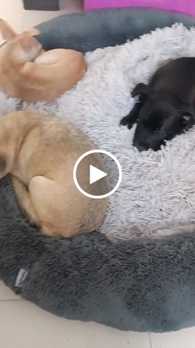 Customer video review of Cama Antiestrés para Perros