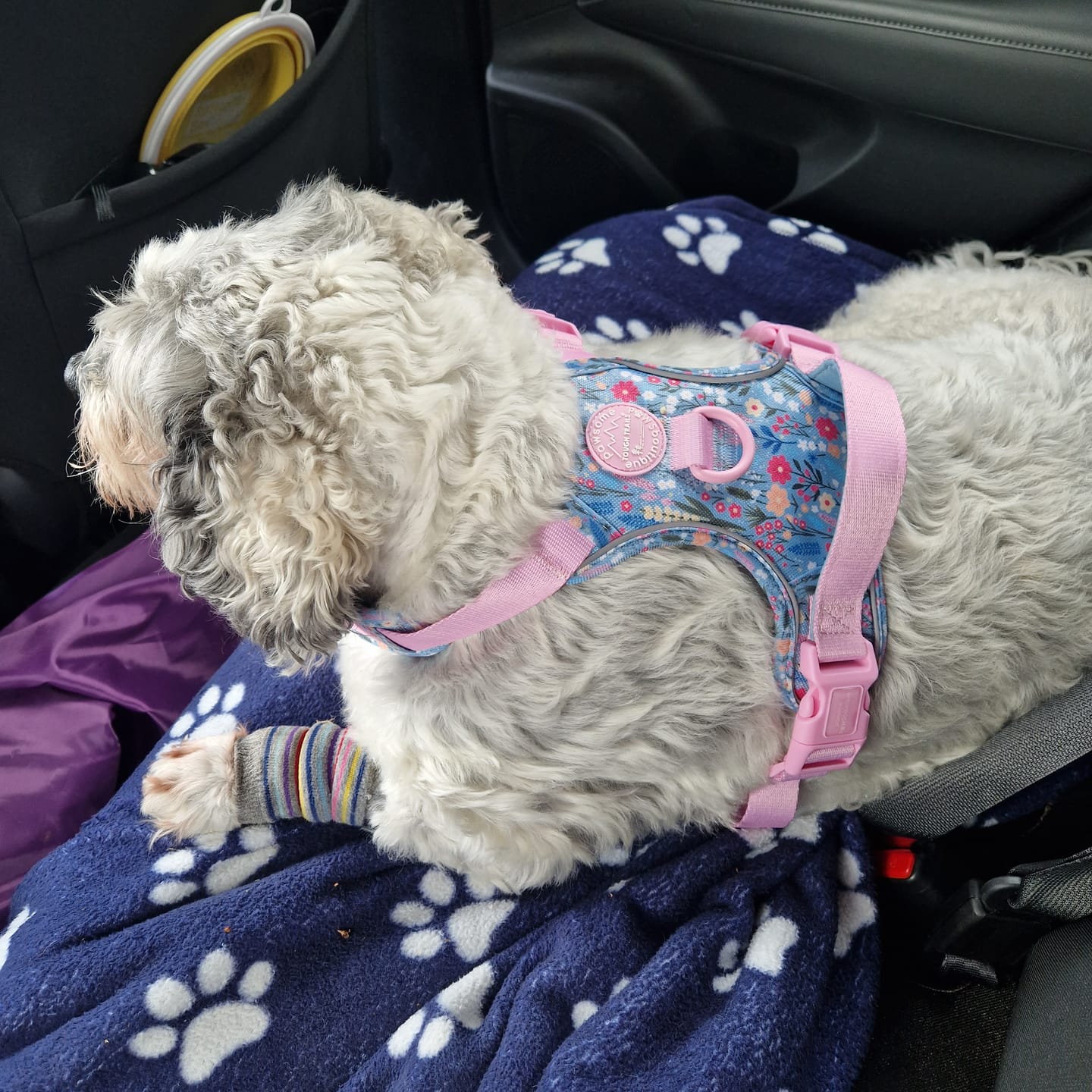 Customer photo review of Tough Trails™ Harness -  Whimsical Wildflowers